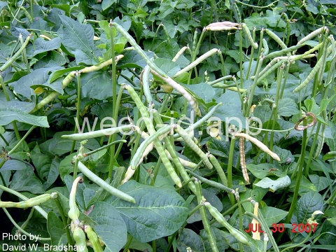 cowpea
